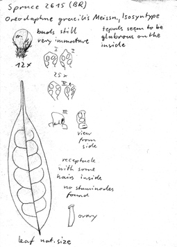 Vorschaubild Oreodaphne gracilis Meisn.